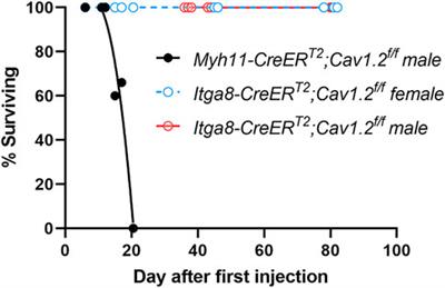 A vascular smooth muscle-specific integrin-α8 Cre mouse for lymphatic contraction studies that allows male-female comparisons and avoids visceral myopathy